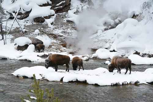 Animals at West Yellowstone