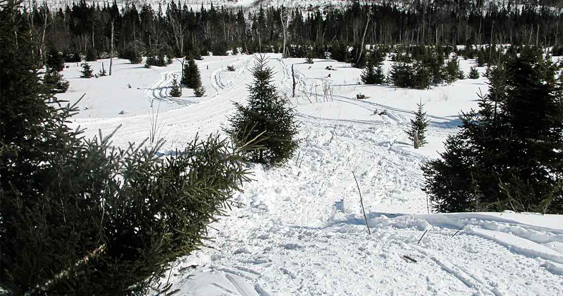 Snowmobilers-Stay-on-Trails-or-Stay-Home